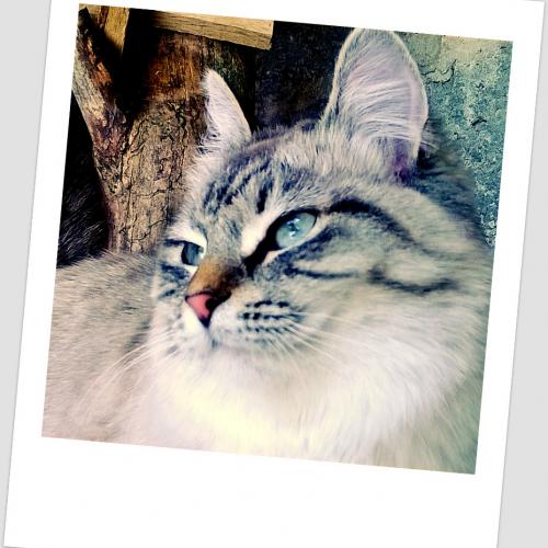 Elevage de chats sibériens