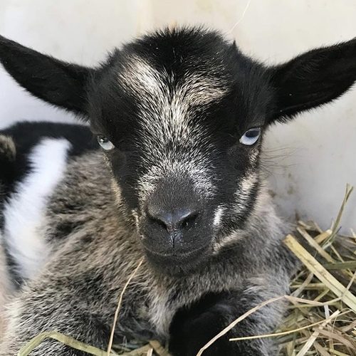 Elevage Chèvre Toy minature