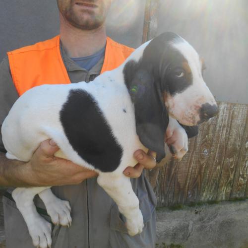 Élevage du coteau de la versenne