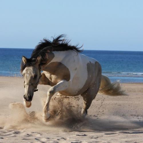 Les Ecuries de Saint Sébastien