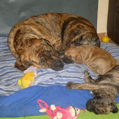 Elevage amateur de Fila Brasiliero