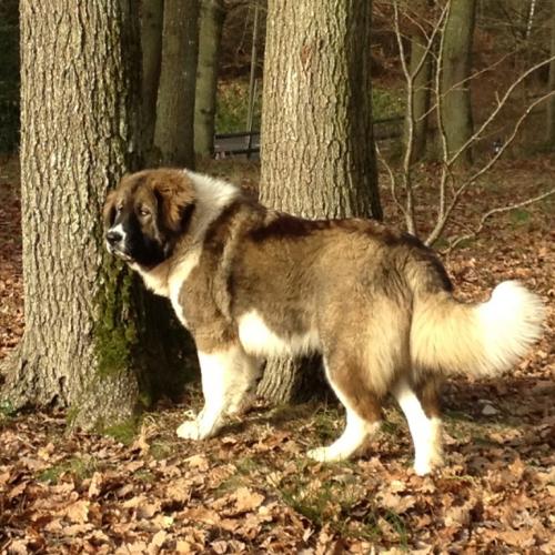 Elevage de Berger du Caucase