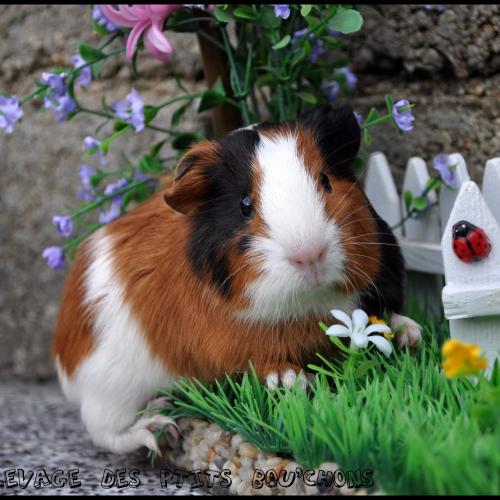 Elevage des Ptits Bou'chons