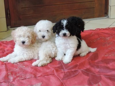 Eleveur : de caniche et shih-tzu