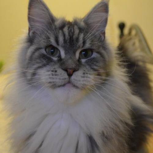 Chatterie Des Boubacoons