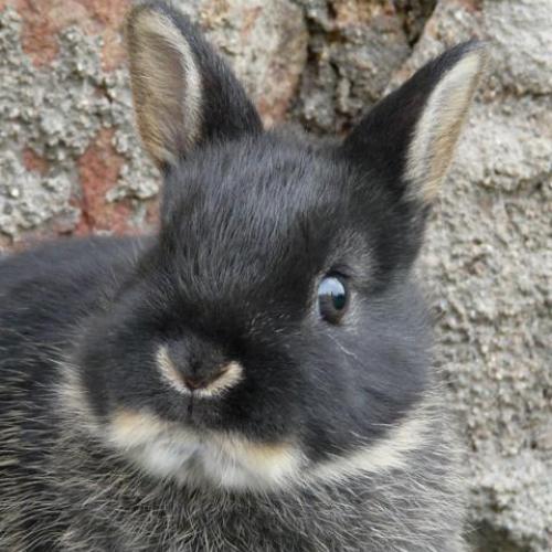 Les lapins nains des Volcans d'Auvergne