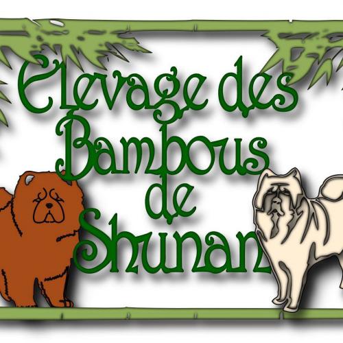 des bambous de shunan