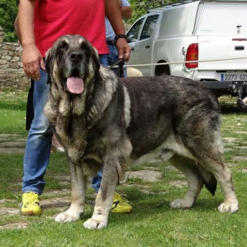 Authentique mâtins espagnols