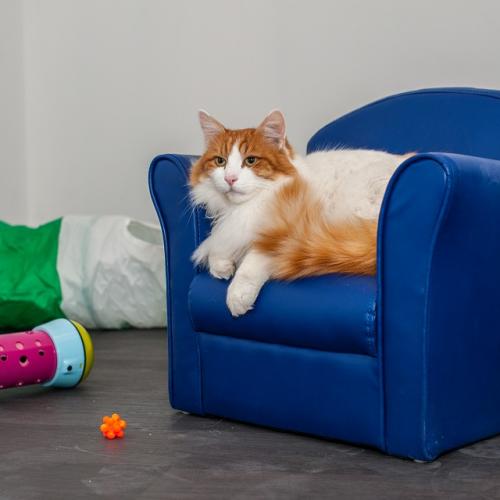 Les Pachas d'Amandine, pension féline tout confort