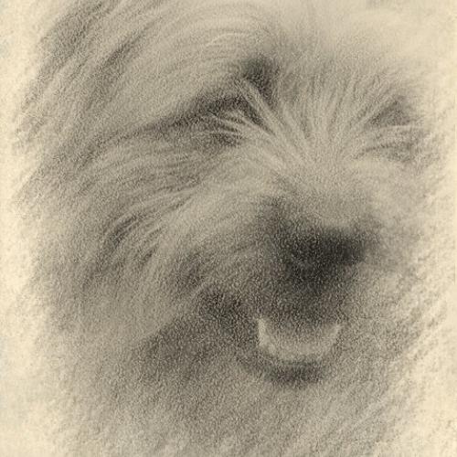 la cabénère de l'estaou-berger des pyrenees