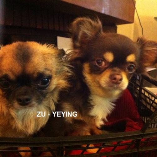 ZU-YEYING élevage canin familial