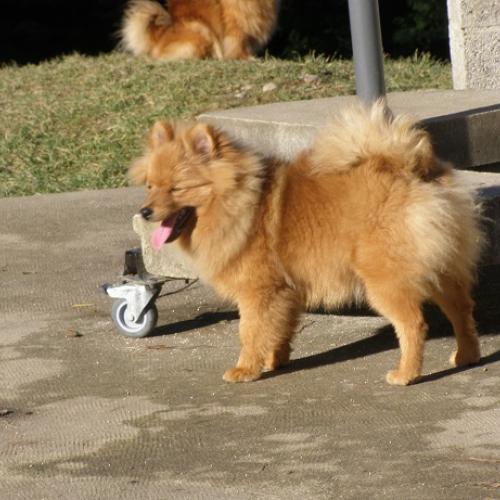 Elevage de Spitz Allemand