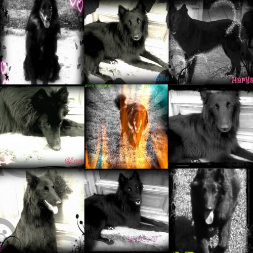 berger belge groenendael