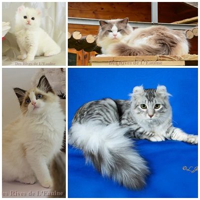 chatterie des rives de l'eaulne