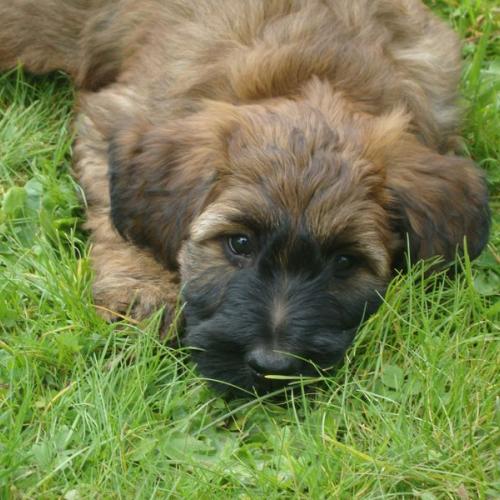 Les Gardiens du Petit Ange