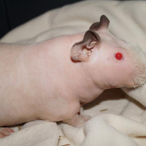 Elevage des Chons du Marais de Saône