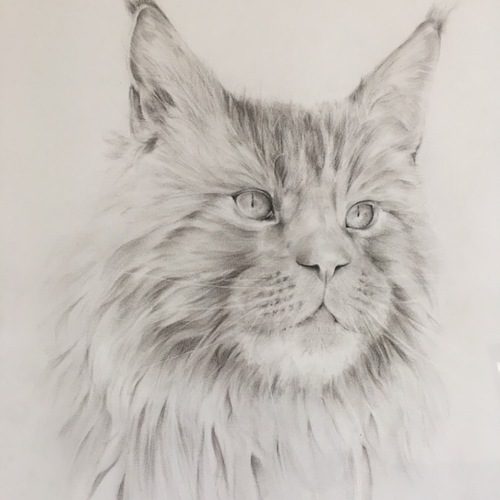 Chatterie des tacocoon