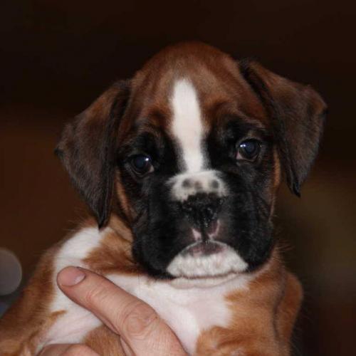 Elevage des Diablotins du Sud