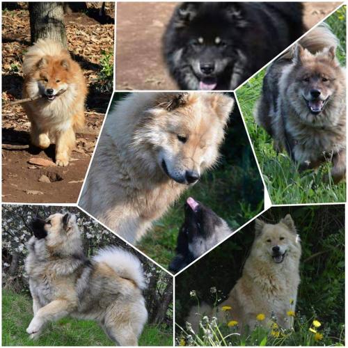 élevage DDH Eurasier