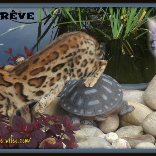 elevage professionnel et familial de bengal