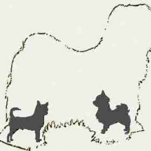 élevage chihuahua poils courts et longs