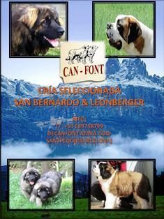 Elevage spécialisé Saint Bernard & Leonberg