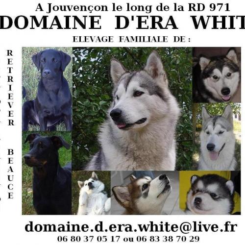 Elevage passionné, Pension chiens, chats, nac,...