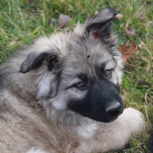 A la Croisée des chemins - élevage d'altdeutscher