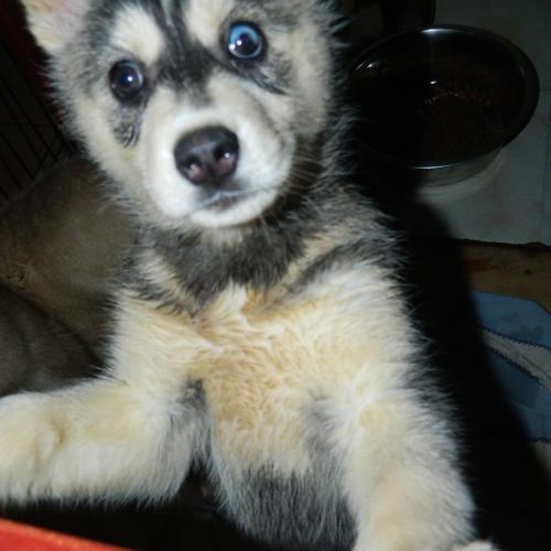 Dream of Last Emperor