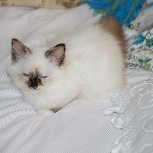 Eleveur de races de chats tous loof.