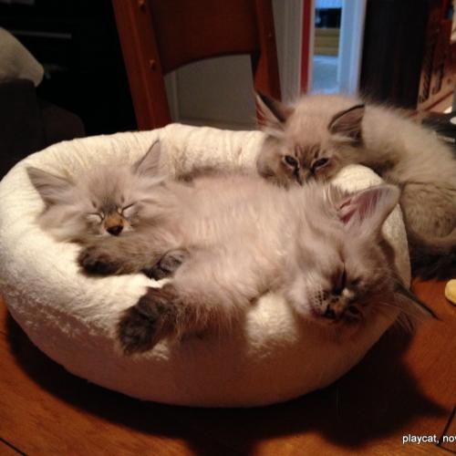 Chats néva masquerades