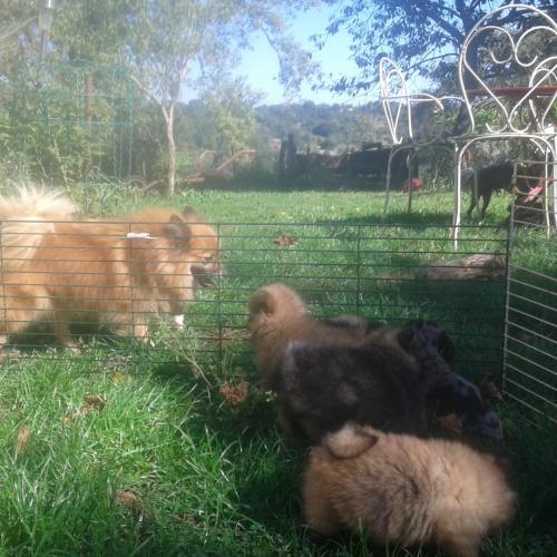 éleveur multiraces passionnée