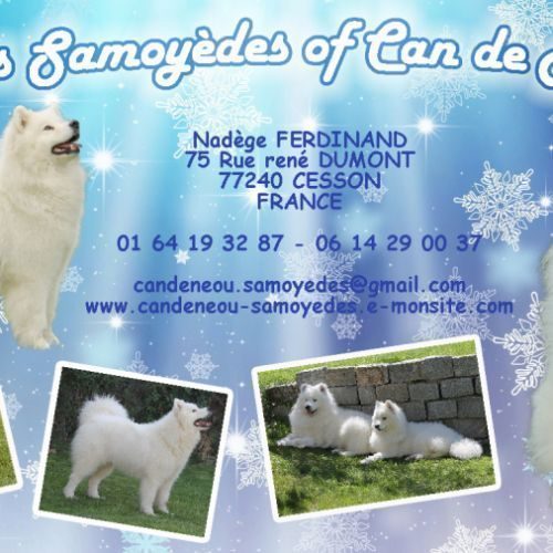 Elevage Familial de Samoyèdes