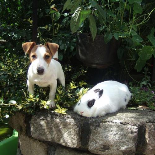 Chiens par passions.