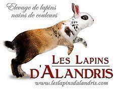 lapins nains de couleur - OD