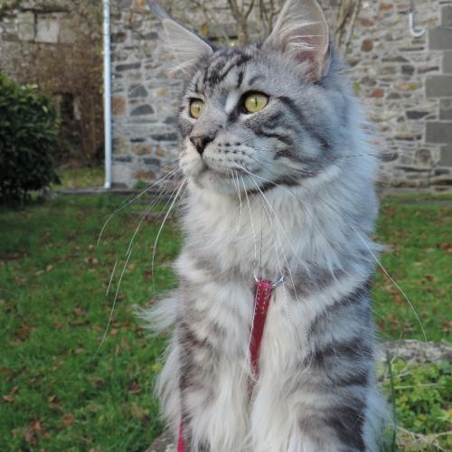 Chatterie De Kalyncoon