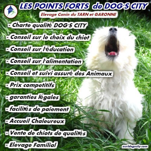 Dog's city éleveur Canin du Tarn et Garonne