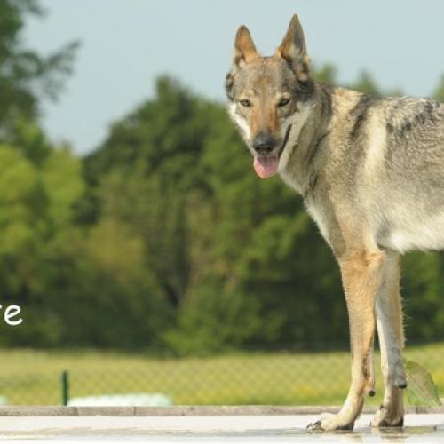 Educateur canin, comportementaliste Landes