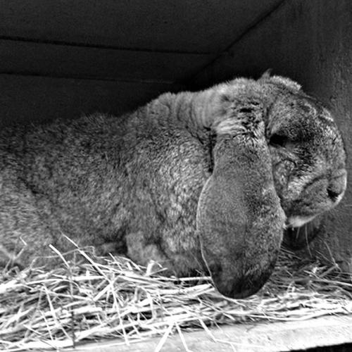 Lapin Bélier Français du moulin
