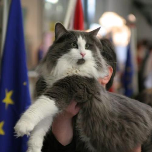 chatterie d'Horten's dream