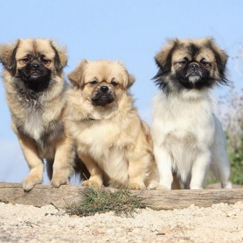 Elevage du domaine de fregate