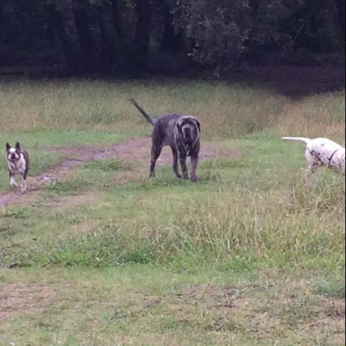 Élevage de matin de naples - dalmatien