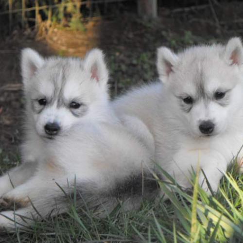 Élevage de husky de siberie