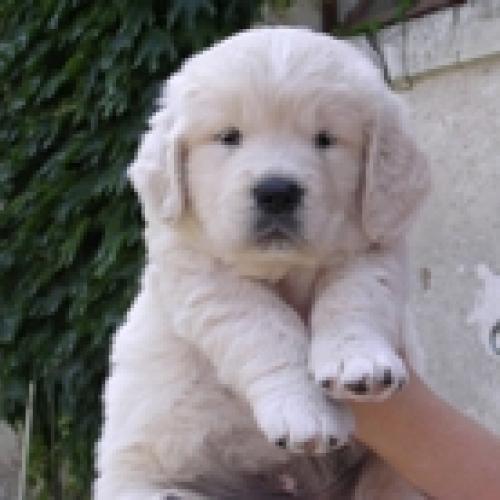 Eleveur : retriever 18 carats