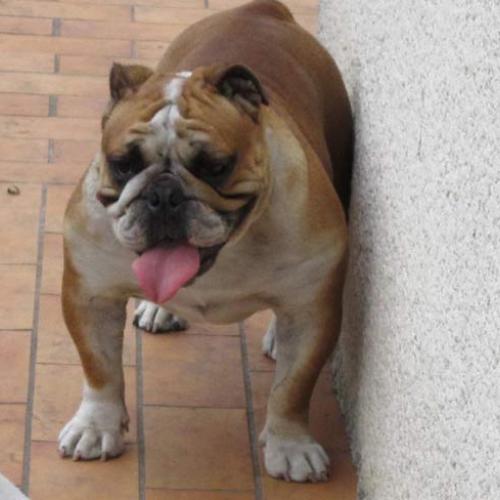 Eleveur : of bulldog for ever