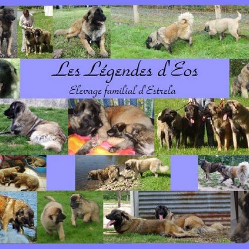 Elevage familial d'Estrela