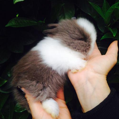 élevage lapin nain du sud