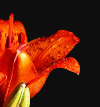 Elevage familial de chats persans LOOF de beauté