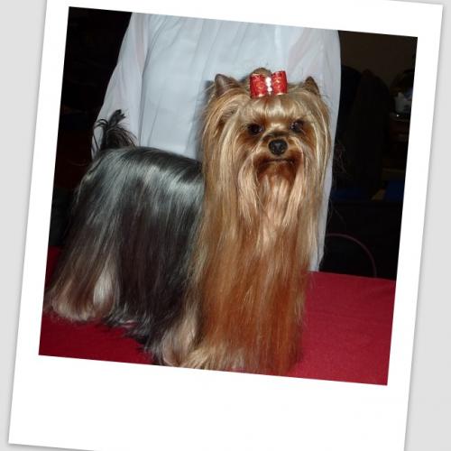 Elevage de Lixie Love