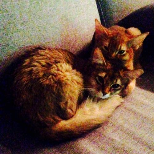 Câlinerie ‘'Les Chats Dorés''